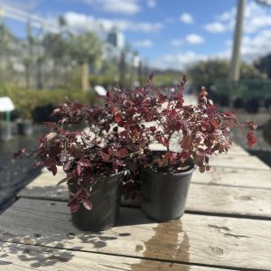 Loropetalum Burgundy - Shrub