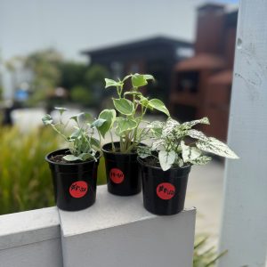 Mini Indoor plants