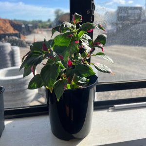 Alternanthera/Party time