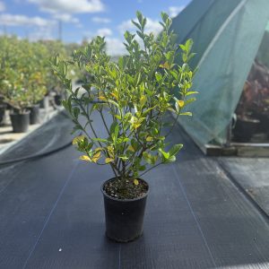 Laurus Nobilis "Augustifolia" Shrub