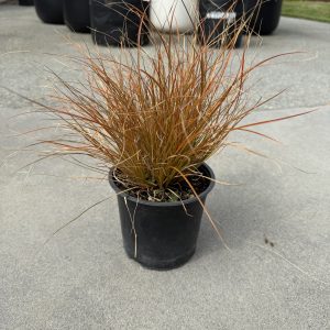 Carex Testacea