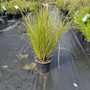 Carex Flagellifera Green