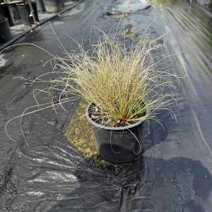 Carex Frosted Curls
