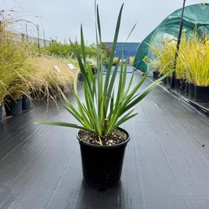Dietes Grandiflora - Medium