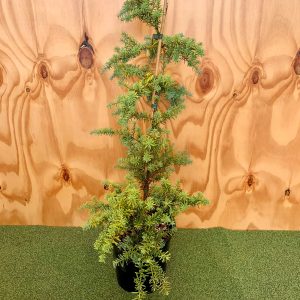 Totara - Medium